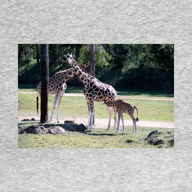 Giraffe, Mother and new born. by Bevlyn